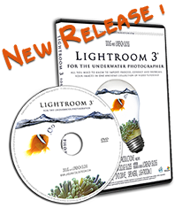 New Release